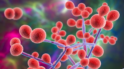 <em>Candidozyma auris</em> : une nouvelle note pour mieux évaluer le risque de dissémination